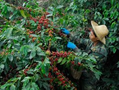 昆明有望成为全球三大咖啡交易所之一